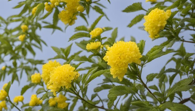 Foto un primer plano de una flor amarilla con la palabra diente de león en él