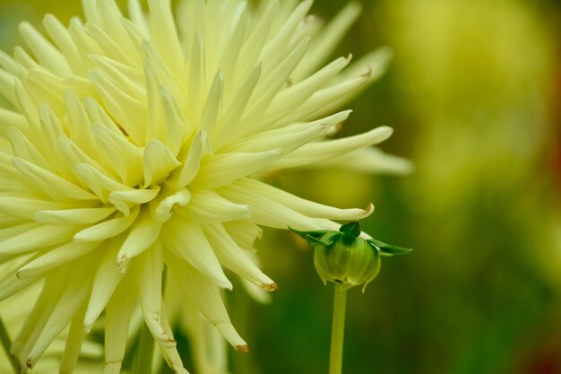 Foto primer plano de una flor amarilla que florece al aire libre