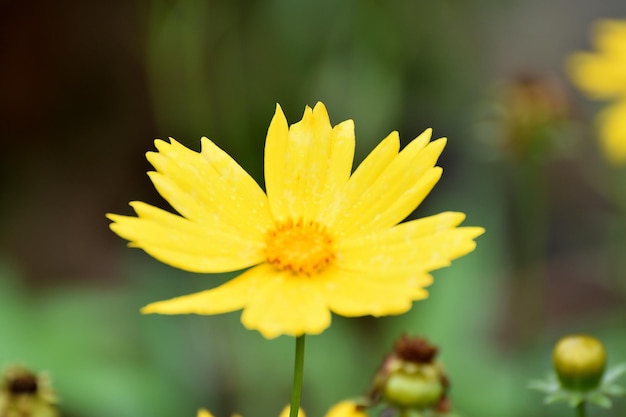 Primer plano de una flor amarilla que florece al aire libre