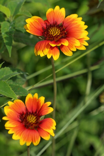 Foto primer plano de una flor amarilla que florece al aire libre