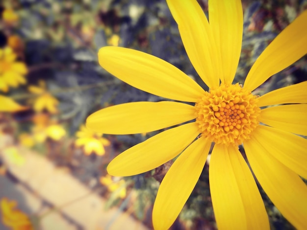 Foto primer plano de una flor amarilla que florece al aire libre