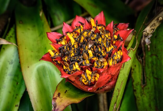 Foto primer plano de una flor amarilla que florece en un cactus