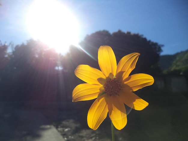 Primer plano de una flor amarilla que florece en el campo durante un día soleado