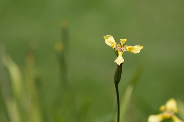 Foto primer plano de flor amarilla salvaje