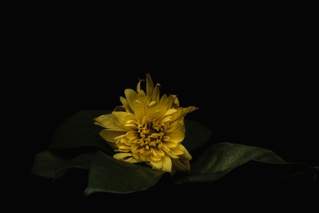 Primer plano flor amarilla sobre fondo negro Hay pétalos de color amarillo Tono oscuro