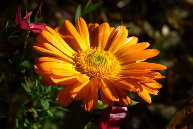 Primer plano de la flor amarilla