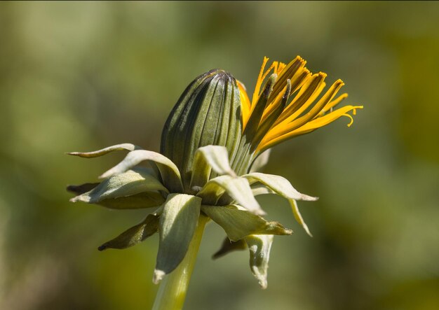 Foto primer plano de una flor amarilla