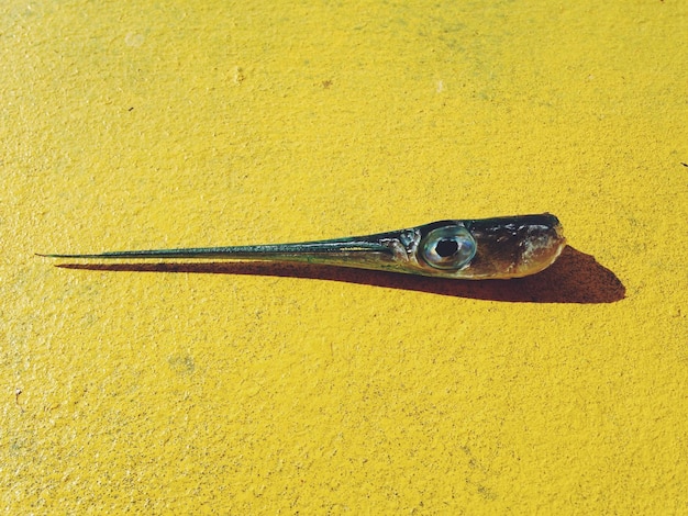 Primer plano de la flor amarilla