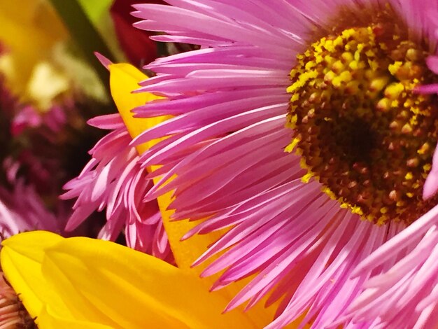 Foto primer plano de una flor amarilla