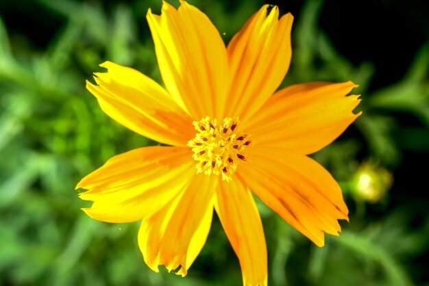 Foto primer plano de una flor amarilla