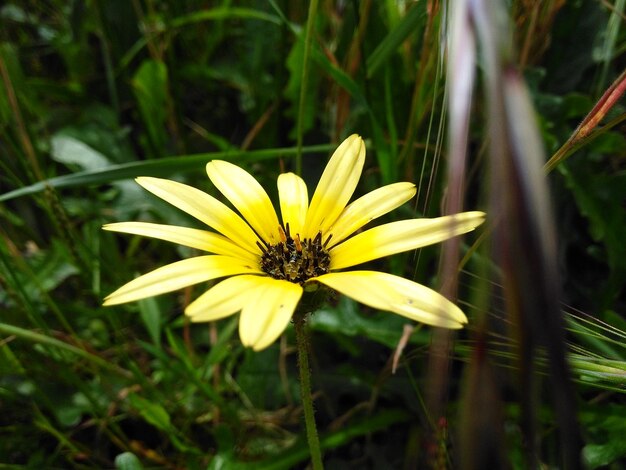 Foto primer plano de una flor amarilla