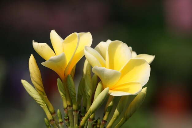 Foto primer plano de una flor amarilla