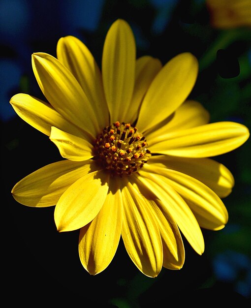 Foto primer plano de una flor amarilla