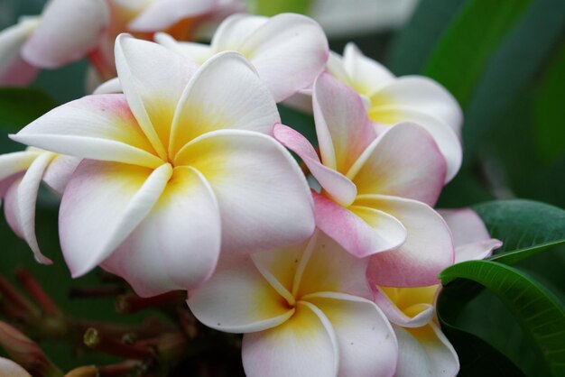 Primer plano de una flor amarilla