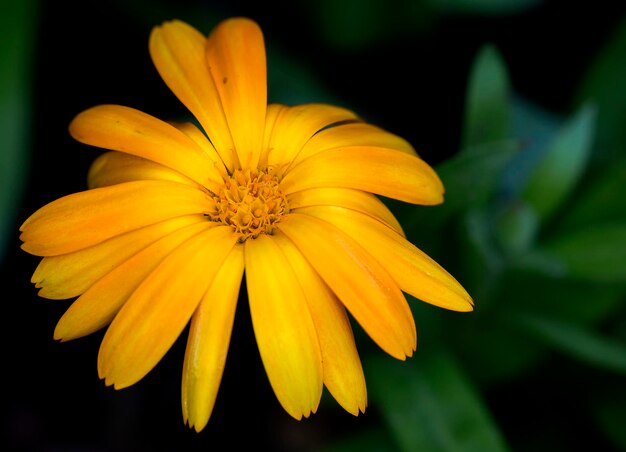 Primer plano de una flor amarilla