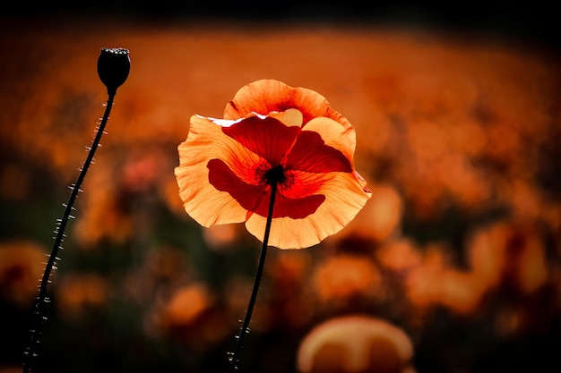 Foto primer plano de una flor amarilla