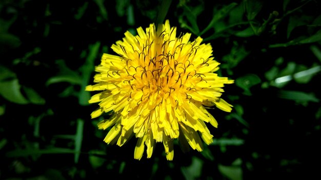 Foto primer plano de una flor amarilla