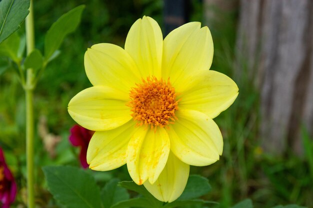 Primer plano de una flor amarilla