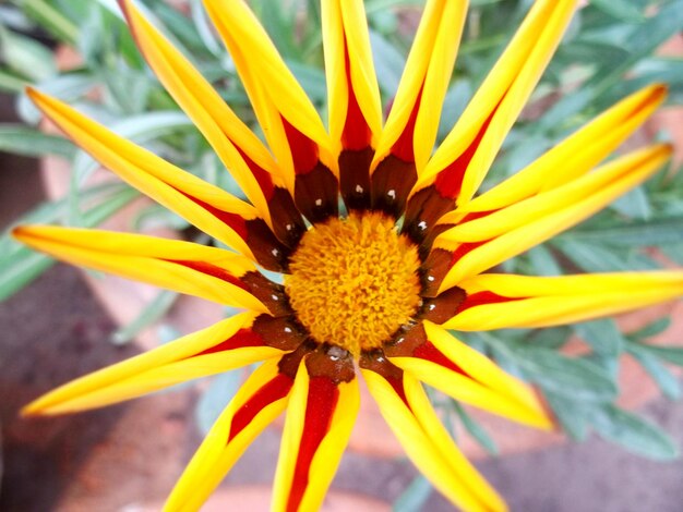 Foto primer plano de una flor amarilla