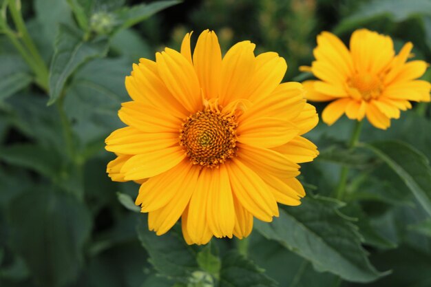 Foto primer plano de una flor amarilla