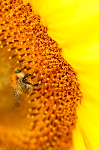 Foto primer plano de una flor amarilla