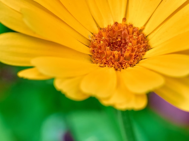 Foto primer plano de la flor amarilla