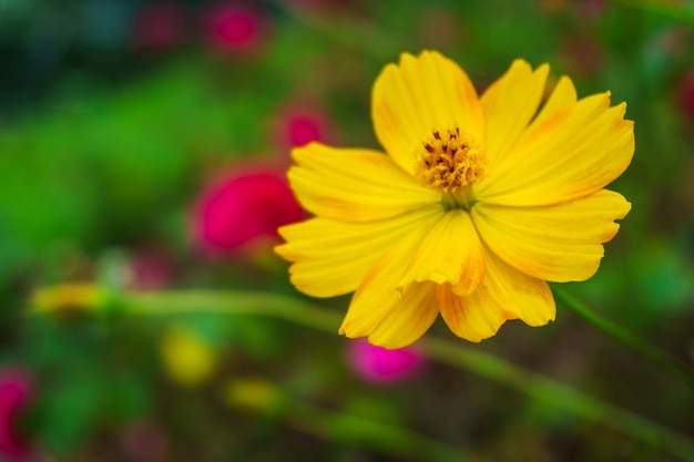 Primer plano de una flor amarilla