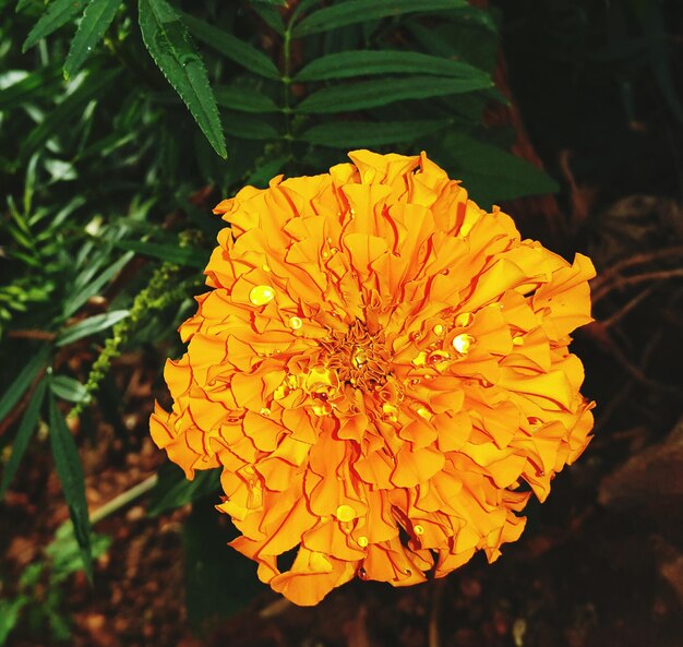 Foto primer plano de una flor amarilla