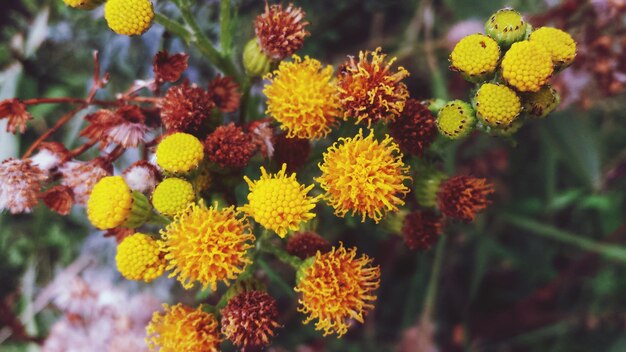 Primer plano de la flor amarilla