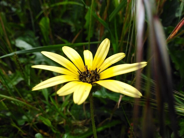 Foto primer plano de una flor amarilla