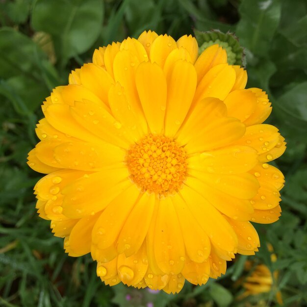 Foto primer plano de una flor amarilla