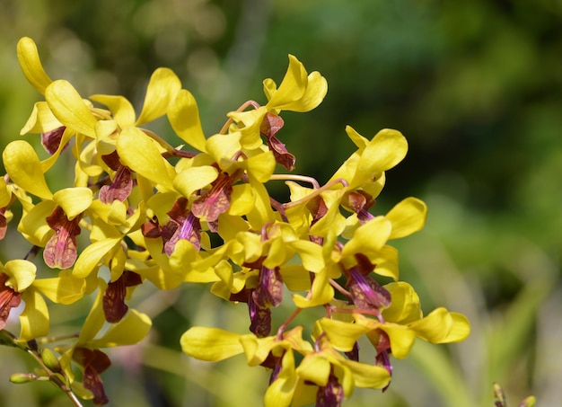 Foto primer plano de una flor amarilla