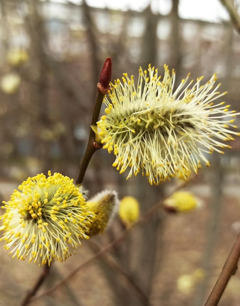 Primer plano de una flor amarilla