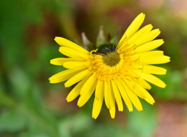 Foto primer plano de una flor amarilla