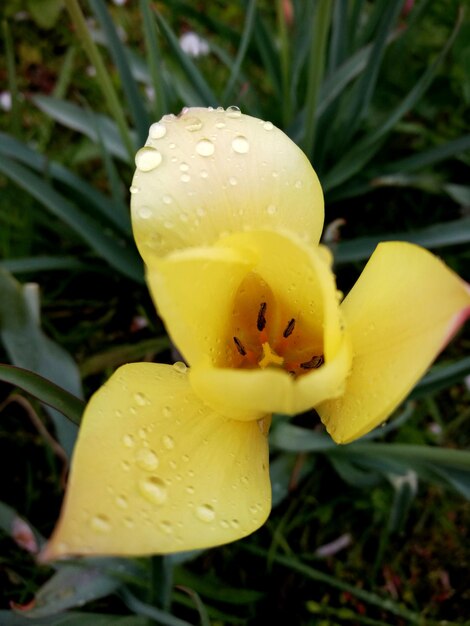 Primer plano de una flor amarilla