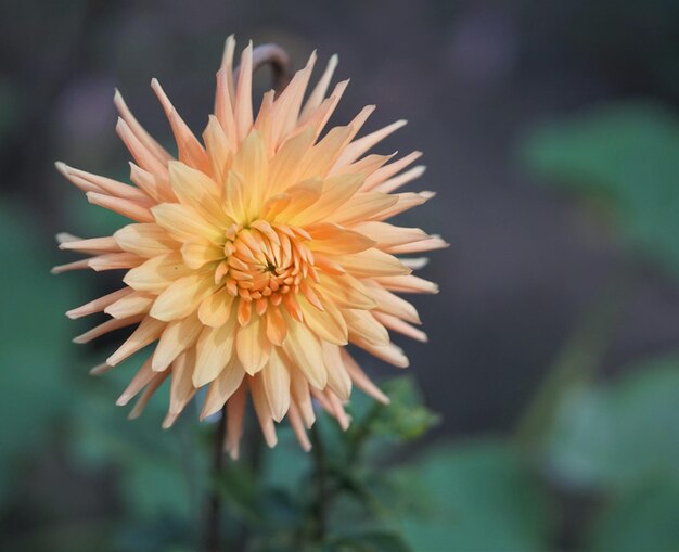 Foto primer plano de la flor amarilla