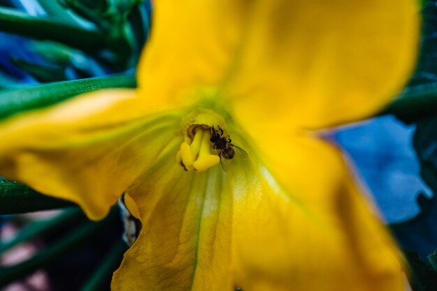 Foto primer plano de la flor amarilla