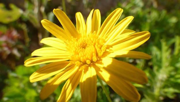 Primer plano de la flor amarilla