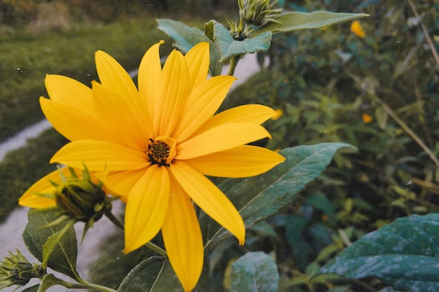 Un primer plano de una flor amarilla