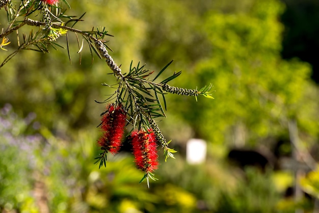 Primer plano de la flor del árbol rojo Melaleuca viminalis comúnmente conocida como cepillo de botella llorando