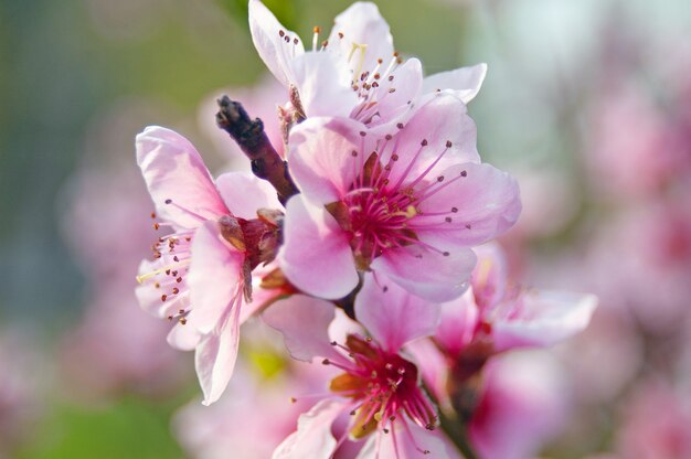 primer plano de flor de árbol rosa