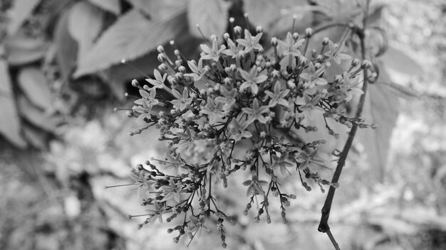 Primer plano de una flor en un árbol