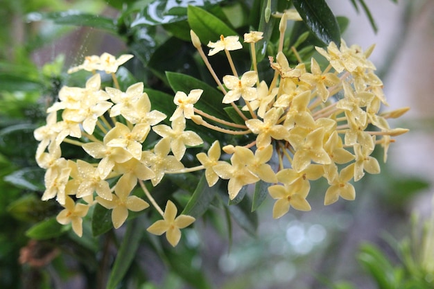 Primer plano de la flor de Ashoka (Saraca asoca) en color amarillo