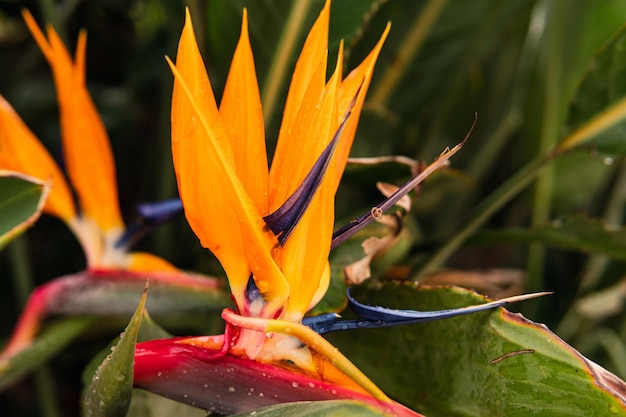 Primer plano de la flor de ave del paraíso en el bosque tropical