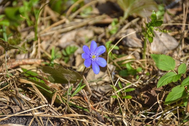 Primer plano de flor de azafrán púrpura en pasto seco, flor solitaria