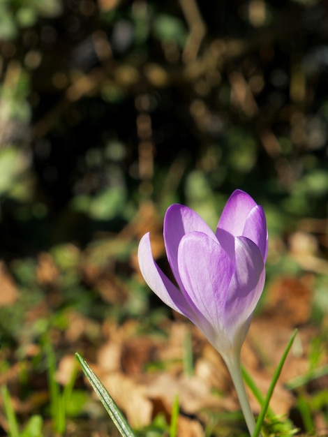 primer plano de una flor de azafrán púrpura