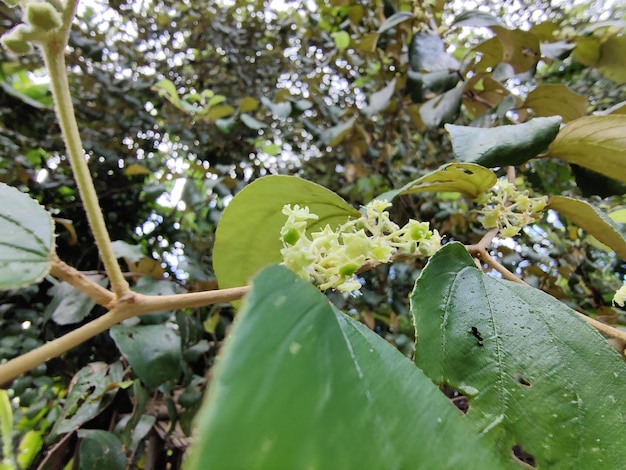 Primer plano de flor de azufaifo en el árbol.