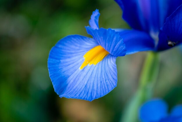 Foto primer plano de la flor azul del iris púrpura