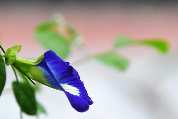 Foto primer plano de una flor azul púrpura