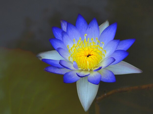 Foto primer plano de una flor azul púrpura